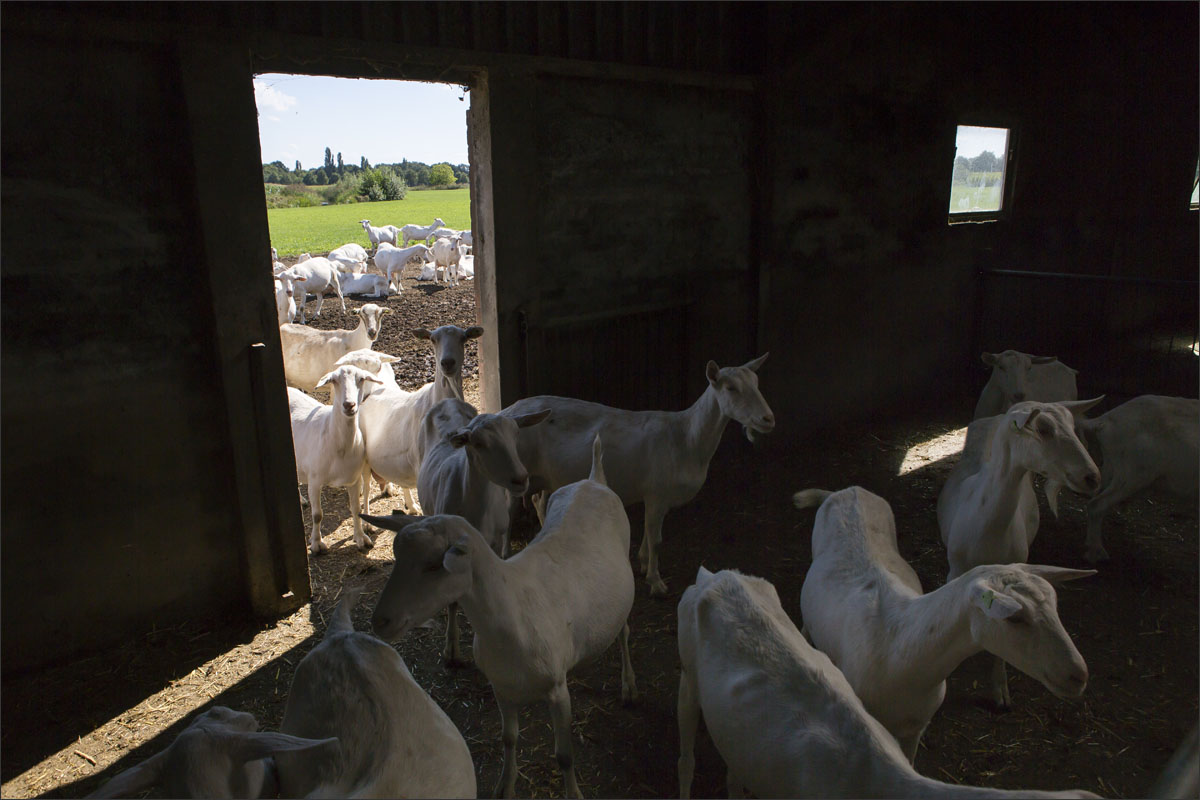 geiten in de stal