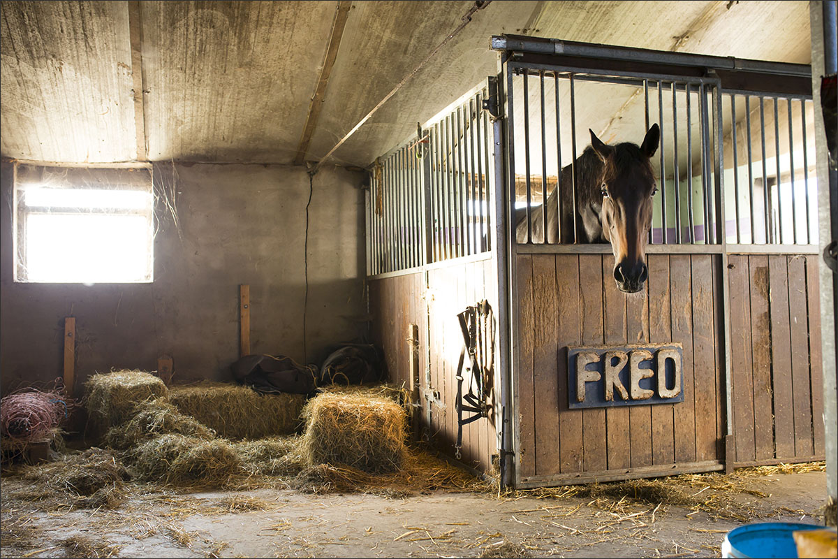 boerderij stal paard