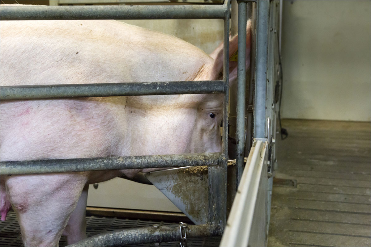 varkensboerderij raalte