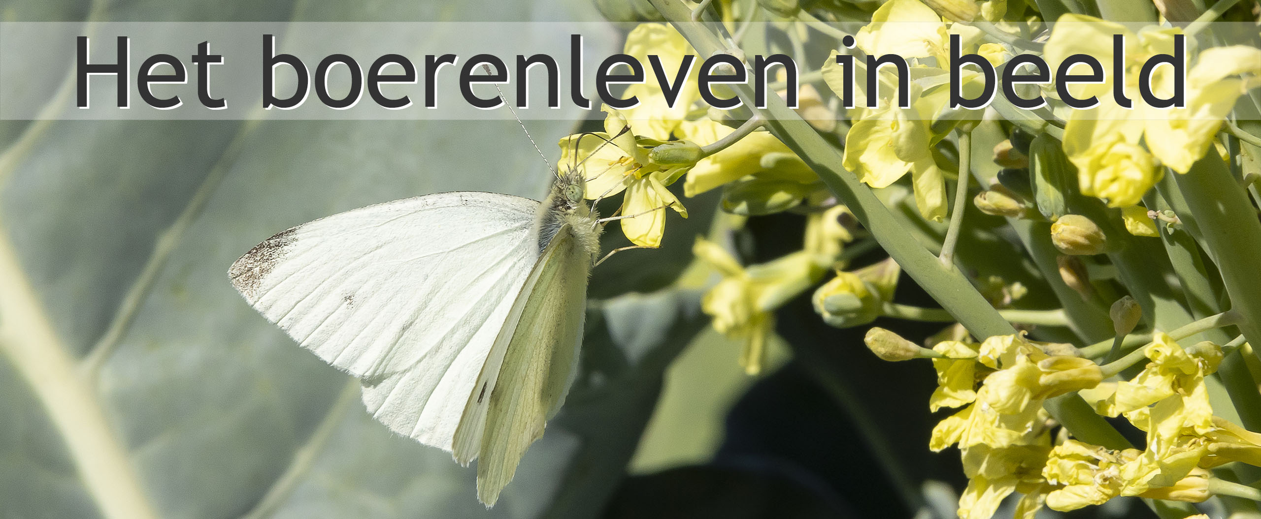 biodiversiteit biologisch strokenteelt