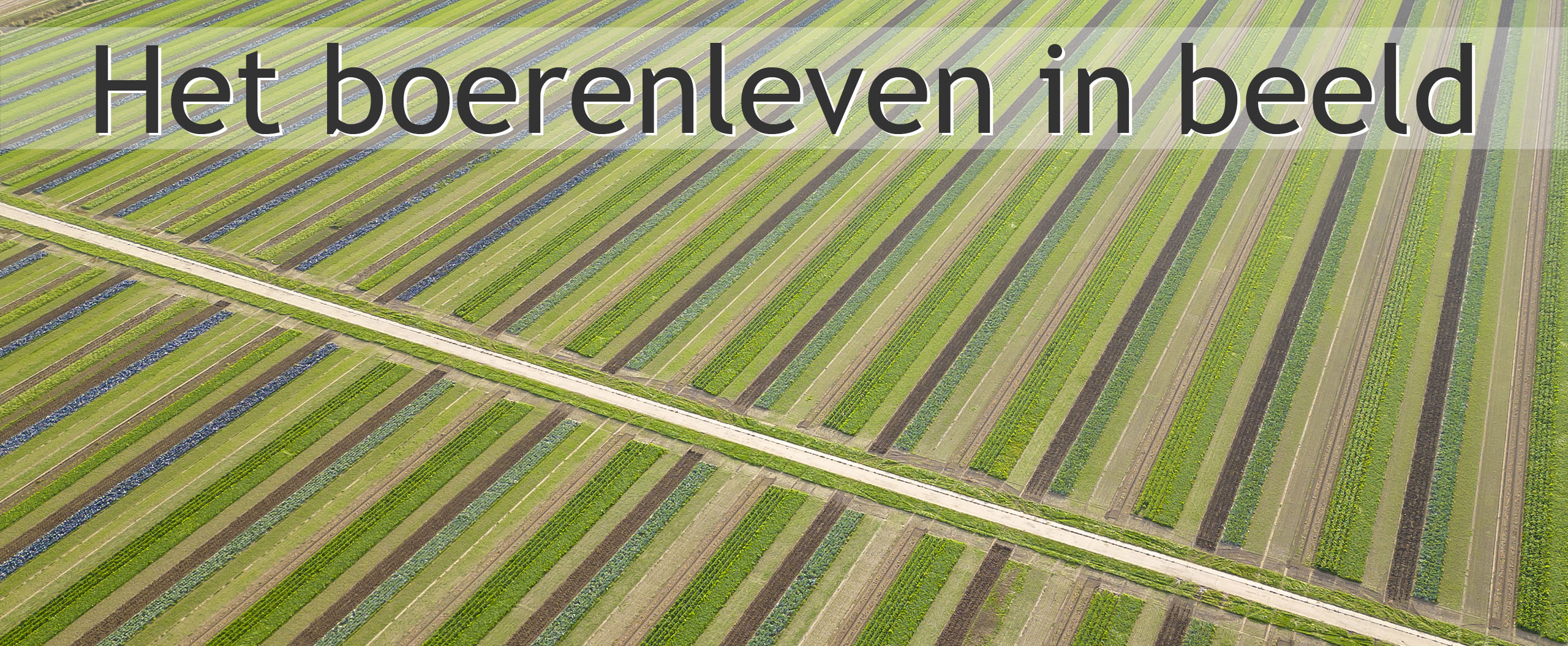 strokenteelt vooruitboeren